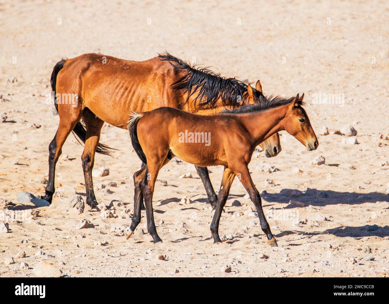Desert Horses (feral) Breed mix riding horse and cavalry horses German ...