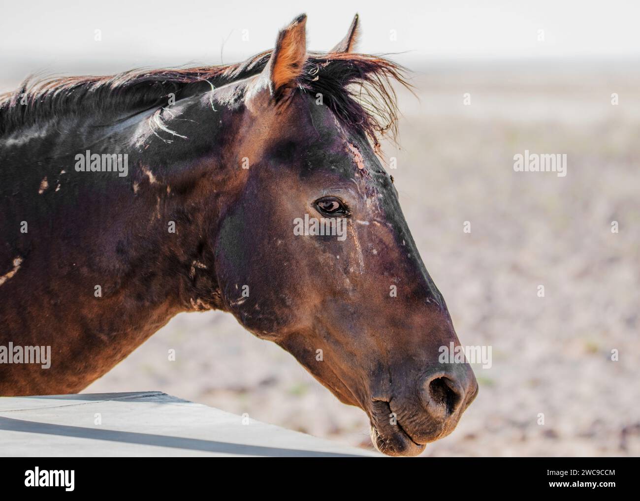 Desert Horses (feral) Breed mix riding horse and cavalry horses German ...