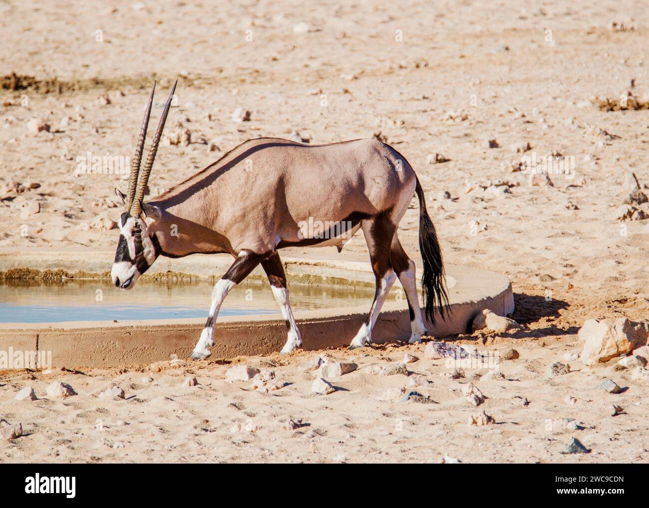 Desert Horses (feral) Breed mix riding horse and cavalry horses German ...
