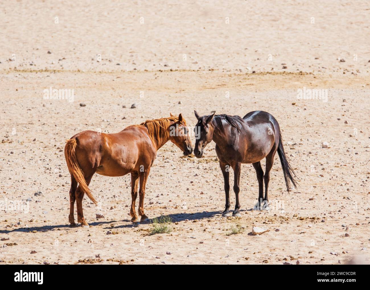 Desert Horses (feral) Breed mix riding horse and cavalry horses German