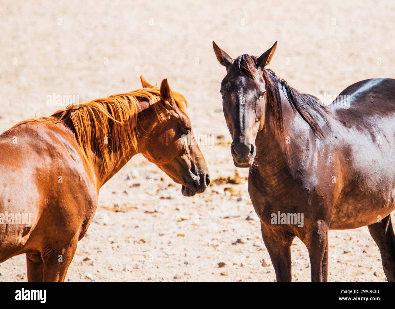 Desert Horses (feral) Breed mix riding horse and cavalry horses German ...
