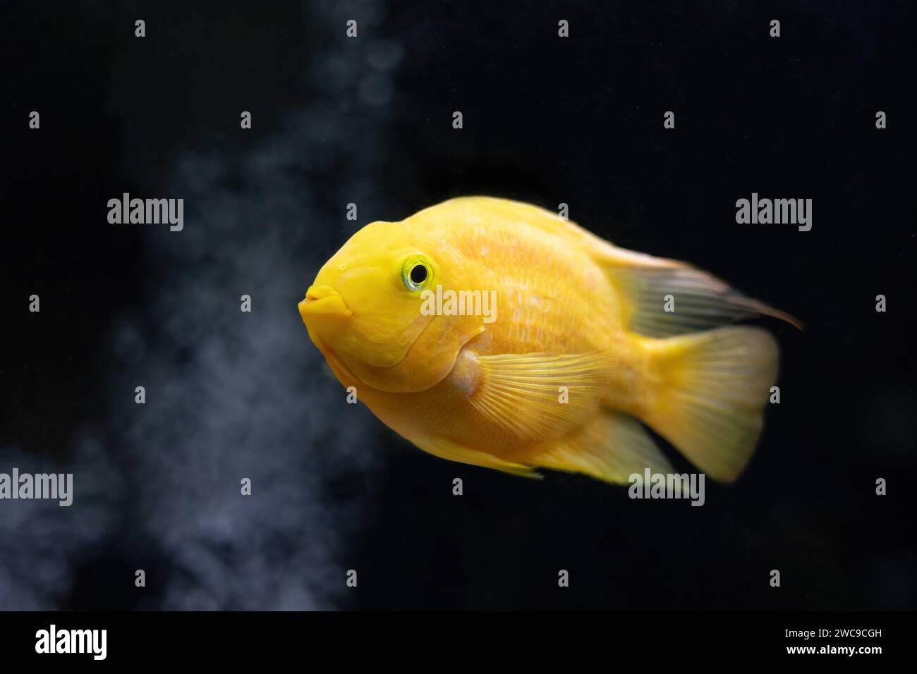 Yellow Parrot Cichlid fish looking at the camera. Close-up of Blood Parrot Cichlid fish on Black background. Stock Photo