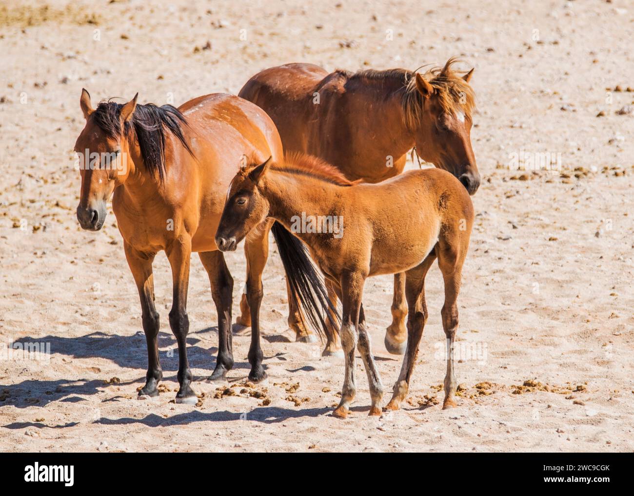 Desert Horses (feral) Breed mix riding horse and cavalry horses German ...