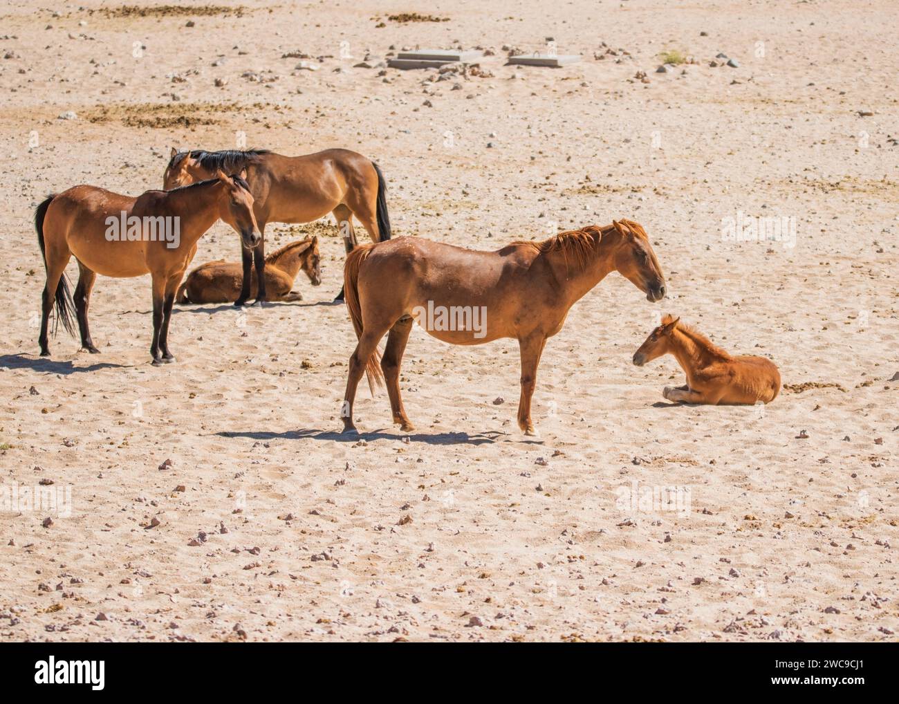 Desert Horses (feral) Breed mix riding horse and cavalry horses German ...