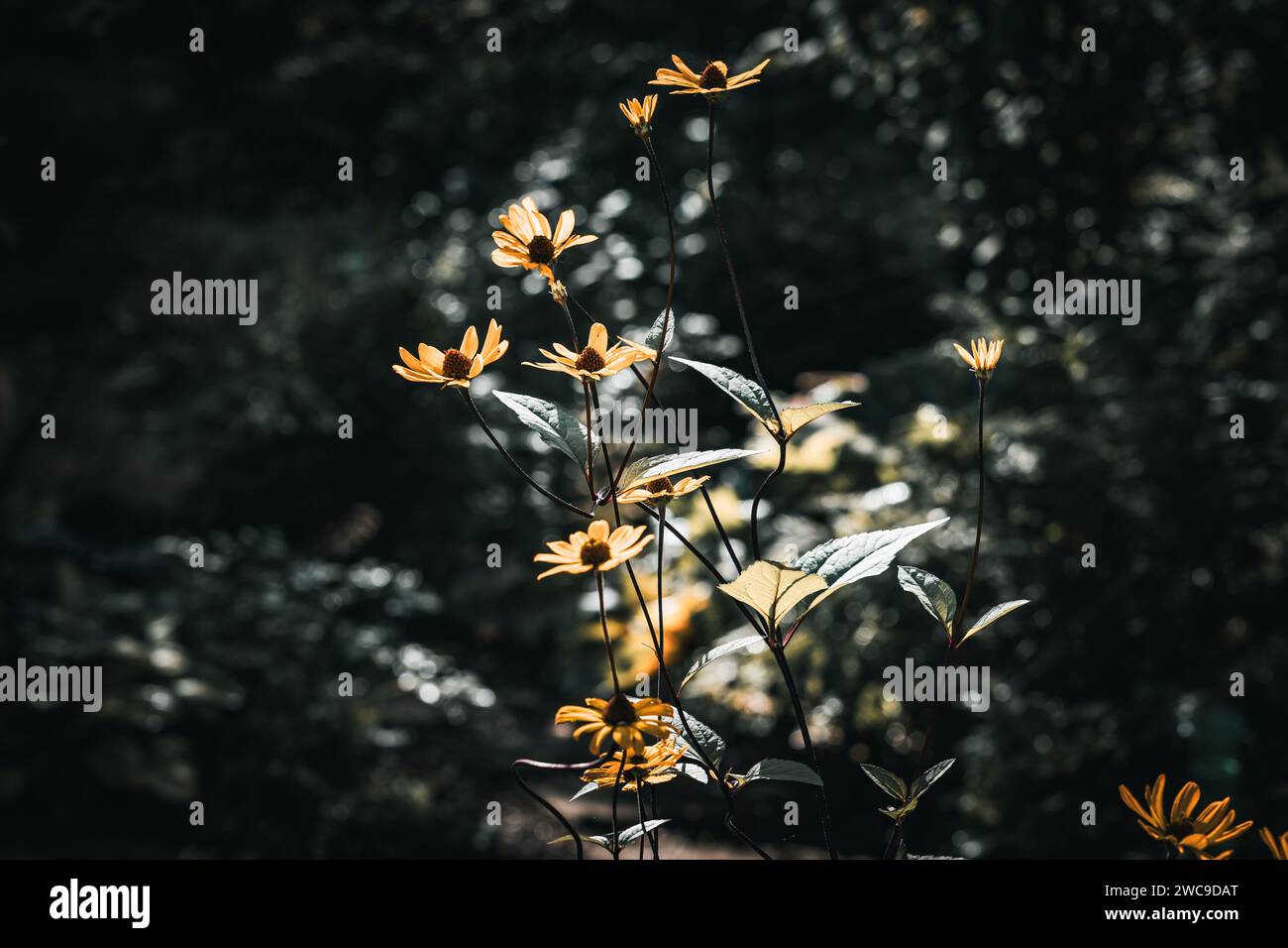A vibrant yellow floral arrangement near a lush cluster of trees Stock Photo