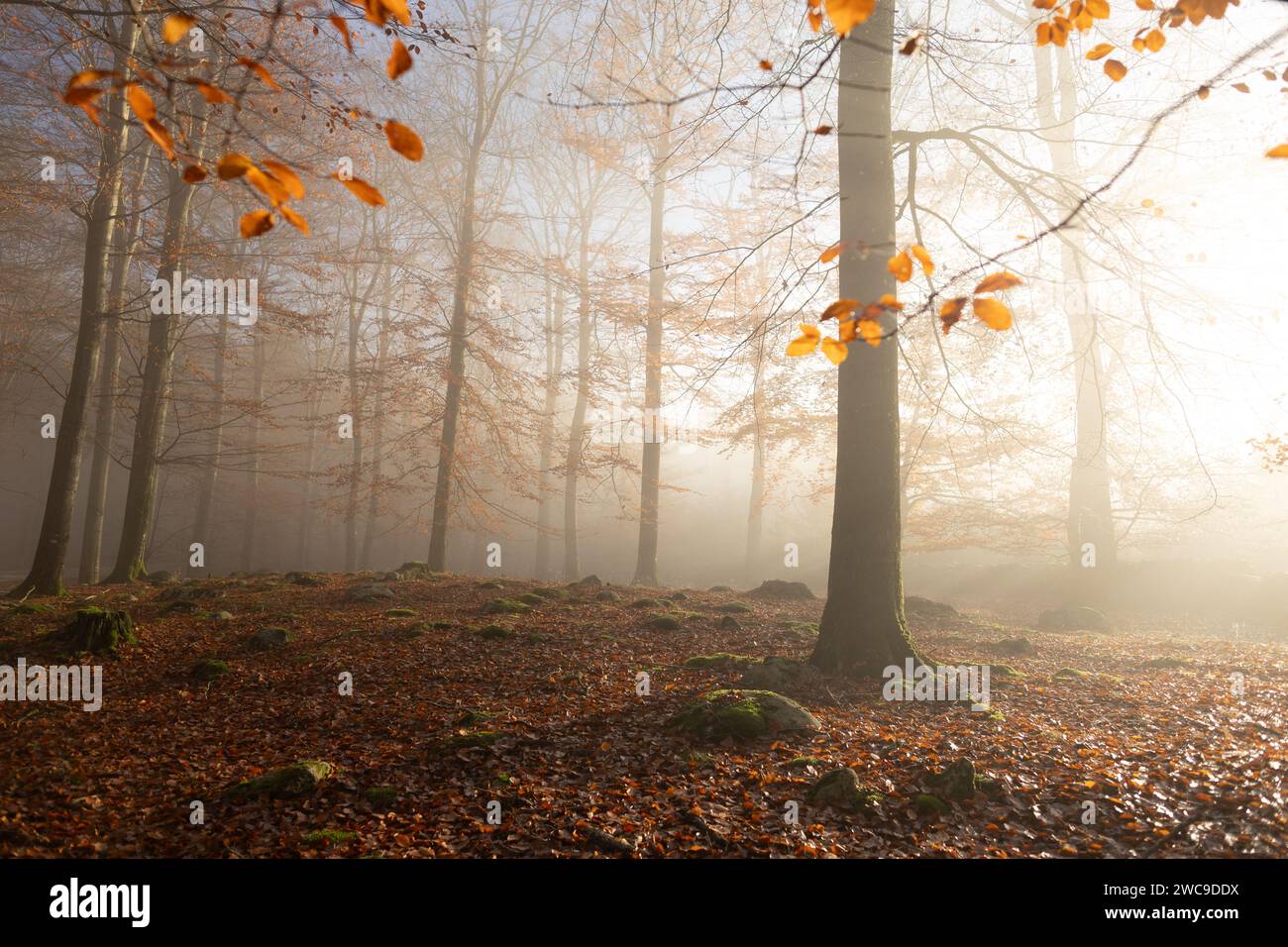 A natural landscape of the forest covered with a blanket of golden leaves and trees shrouded in fog Stock Photo