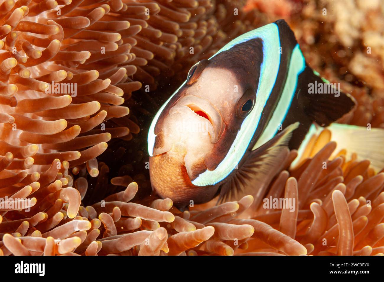 Malaysia, Sabah, Mabul, Sebae Clownfish (Amphiprion sebae) Stock Photo