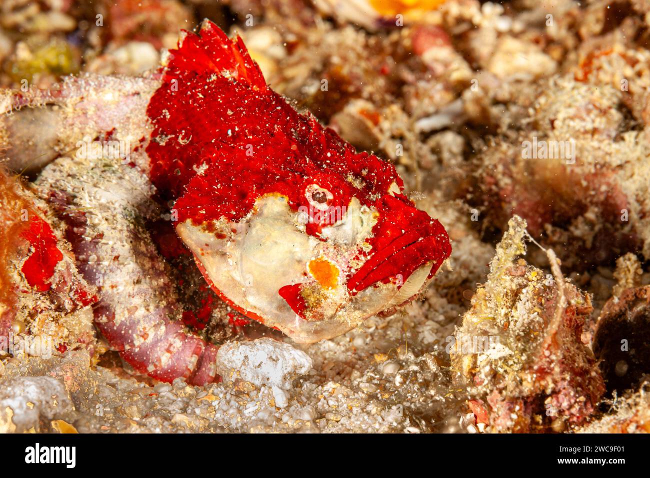 Malaysia, Sabah, Mabul, Red tassled Scorpionfish (Scorpaenopsis oxycephalus) Stock Photo