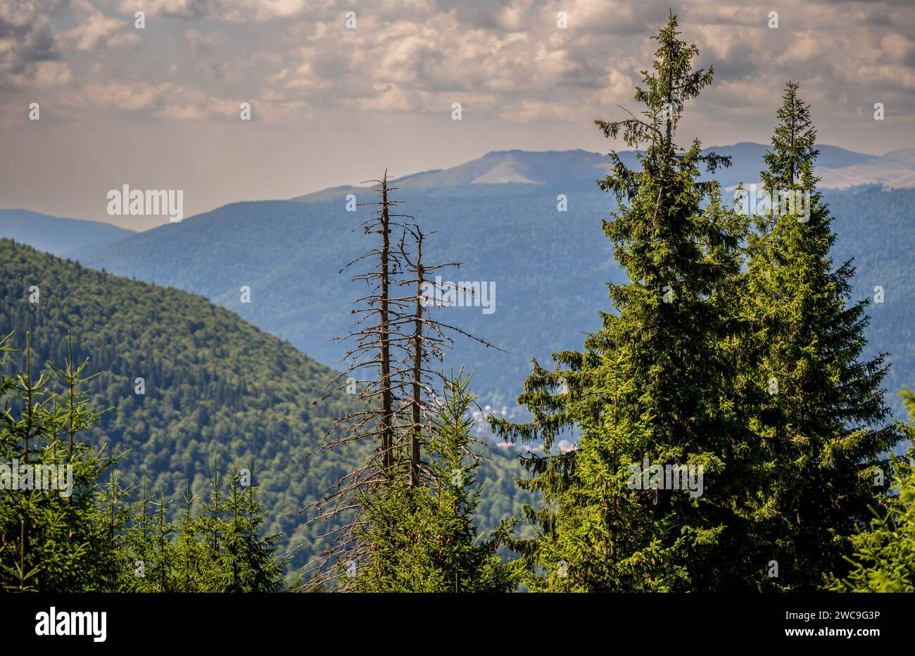 A scenic view of pine trees adorning the slopes of a majestic mountain. Stock Photo