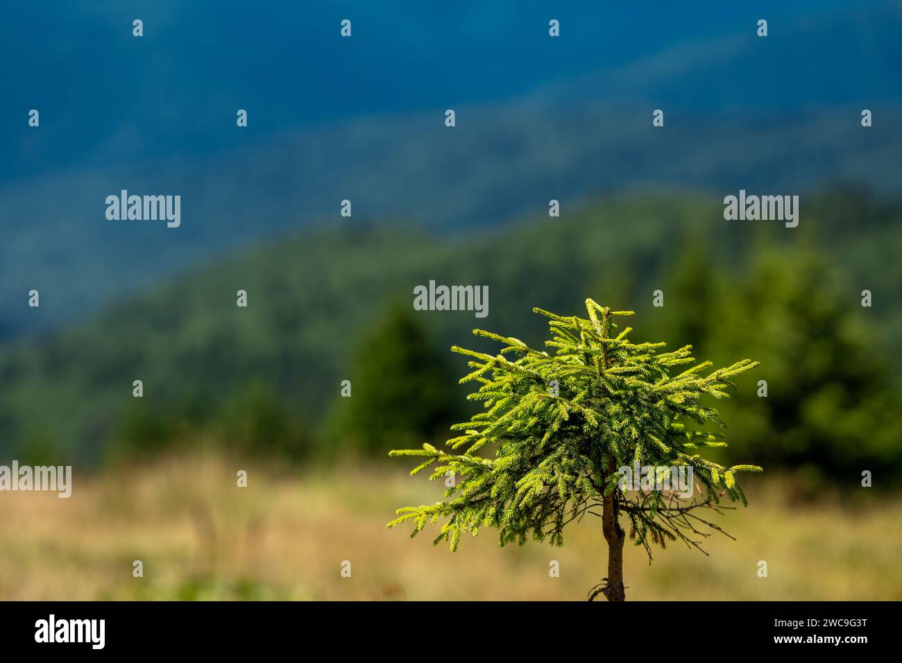 Lush green foliage emerges hi-res stock photography and images - Alamy