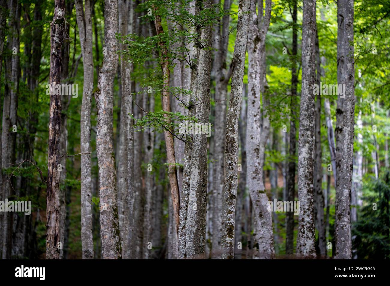 Lush stand of trees hi-res stock photography and images - Alamy