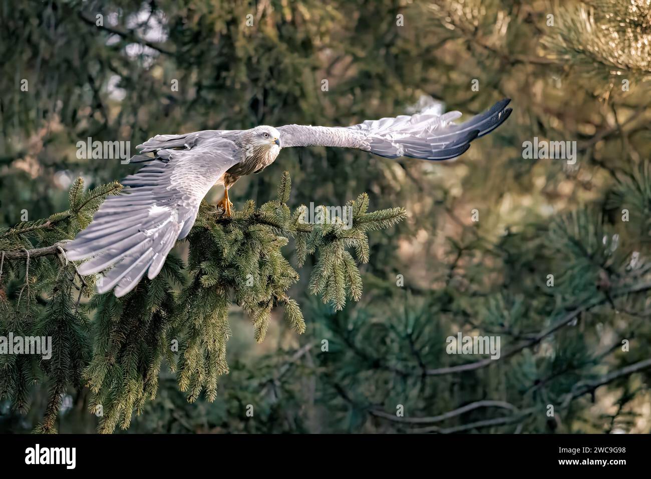 A hawk taking off from a branch in the forest. Stock Photo