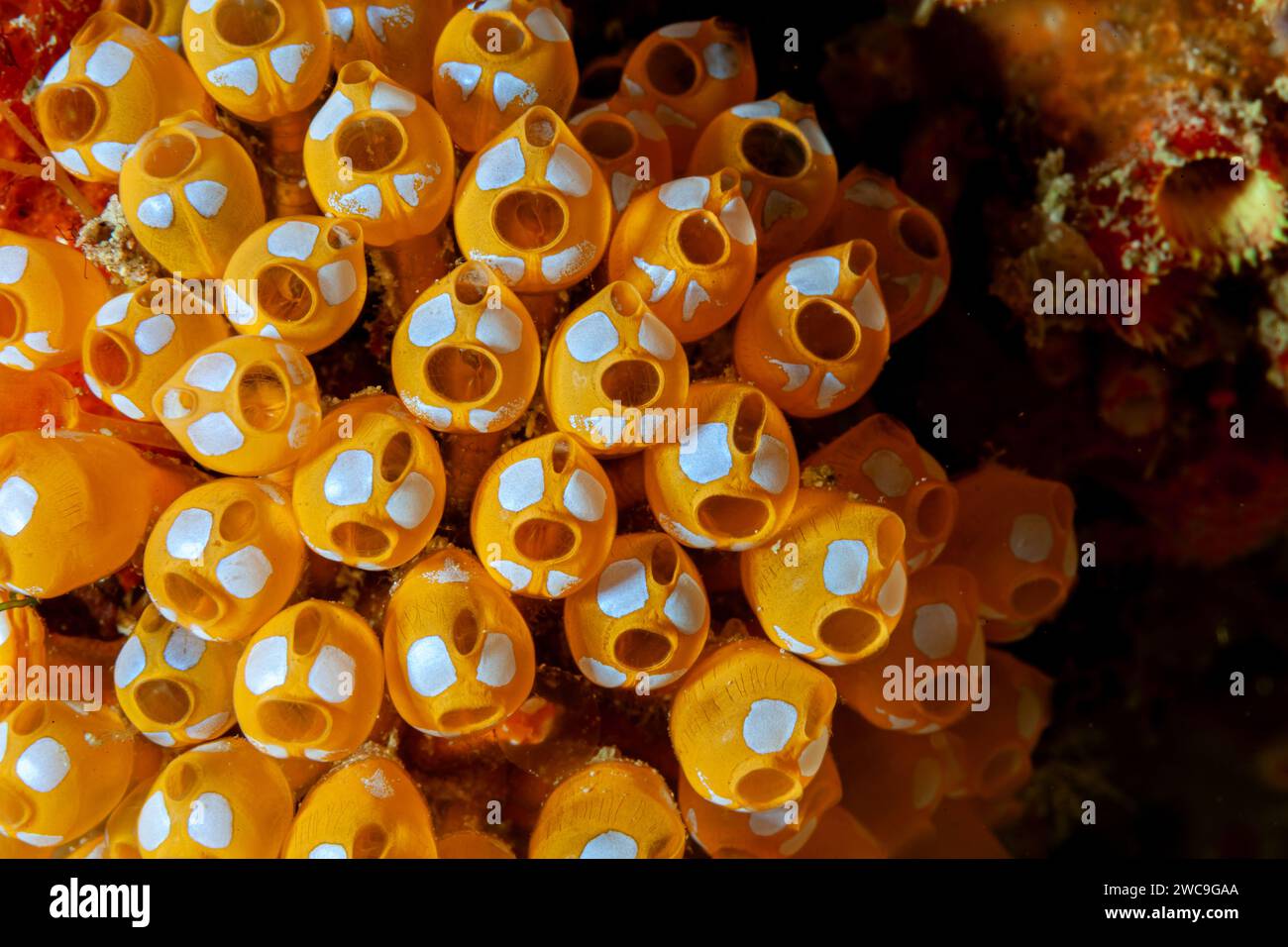 Malaysia, Sabah, Mabul, Ascidians - White-spotted sea squirt (Pycnoclavella diminuta) - Colony of tunicata Stock Photo