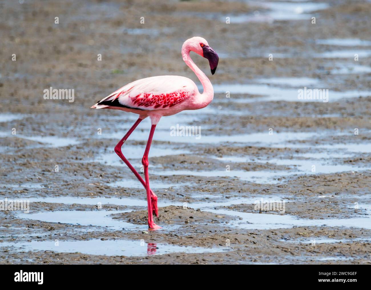 Namibia Swakopmund Pelican Point - Greater and Lesser Flamingo's Stock Photo