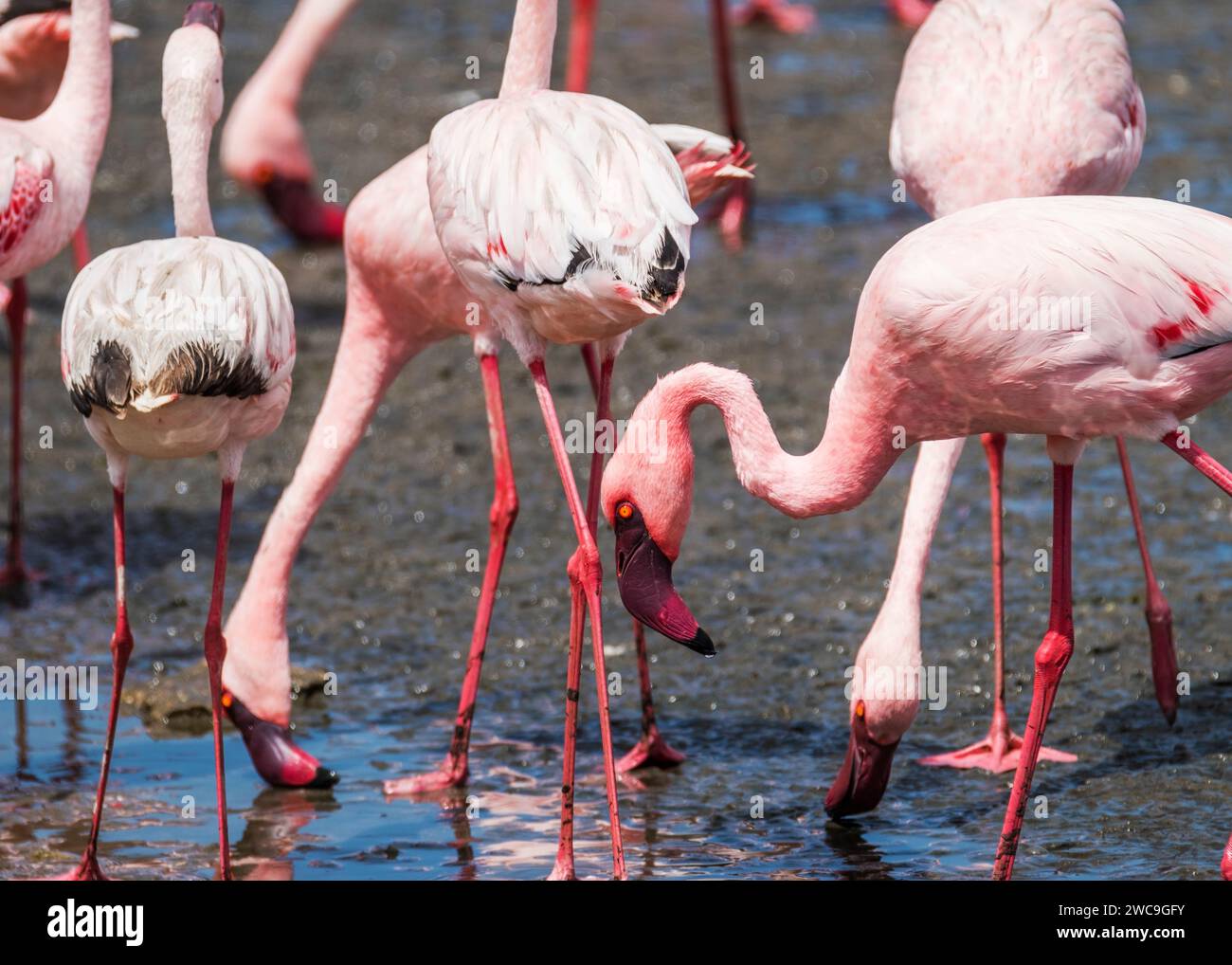 Namibia Swakopmund Pelican Point - Greater and Lesser Flamingo's Stock Photo