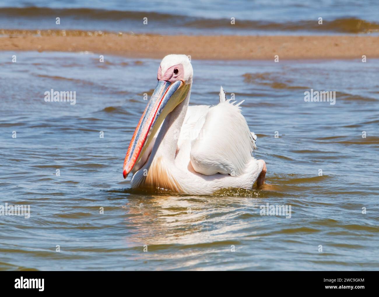 Namibia Swakopmund Walvisbay Pelican Point - Pelican's Stock Photo