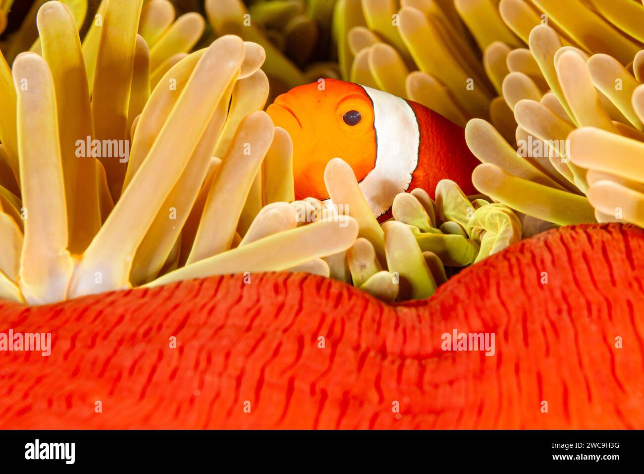 Malaysia, Sabah, Mabul, Ocellaris Clownfish (Amphiprion ocellaris) in Sea Anemone (Heteractis magnifica) Stock Photo