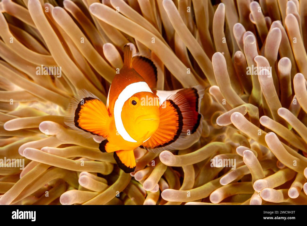 Malaysia, Sabah, Mabul, Ocellaris Clownfish (Amphiprion ocellaris) in Sea Anemone (Heteractis magnifica) Stock Photo
