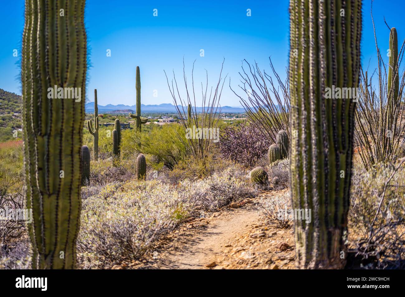 A long slender Saguaro Cactus in Tucson, Arizona Stock Photo