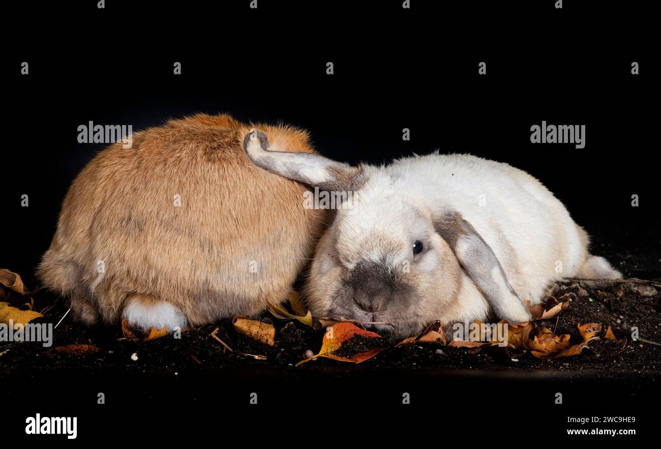Lop rabbit in front of white background Stock Photo - Alamy