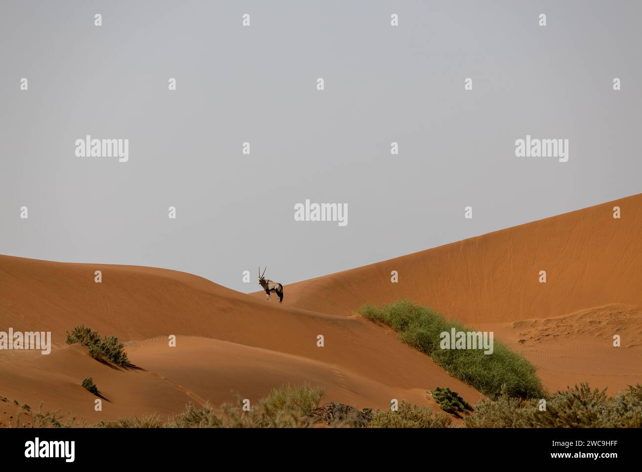 Arabian backdrop hi-res stock photography and images - Alamy