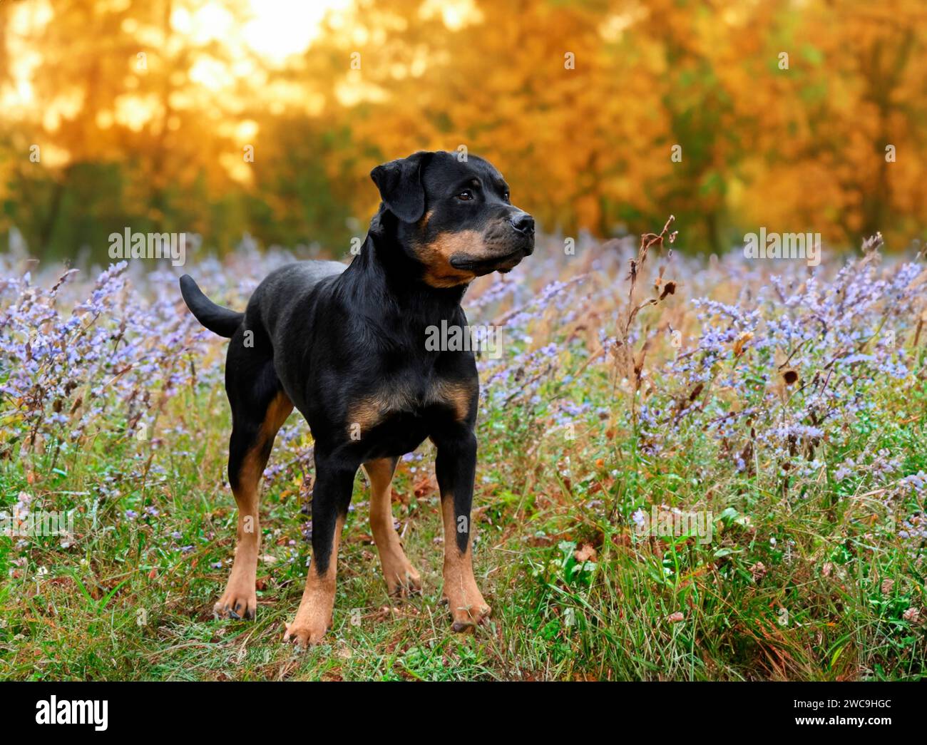 Female rottweiler running in hi-res stock photography and images - Alamy