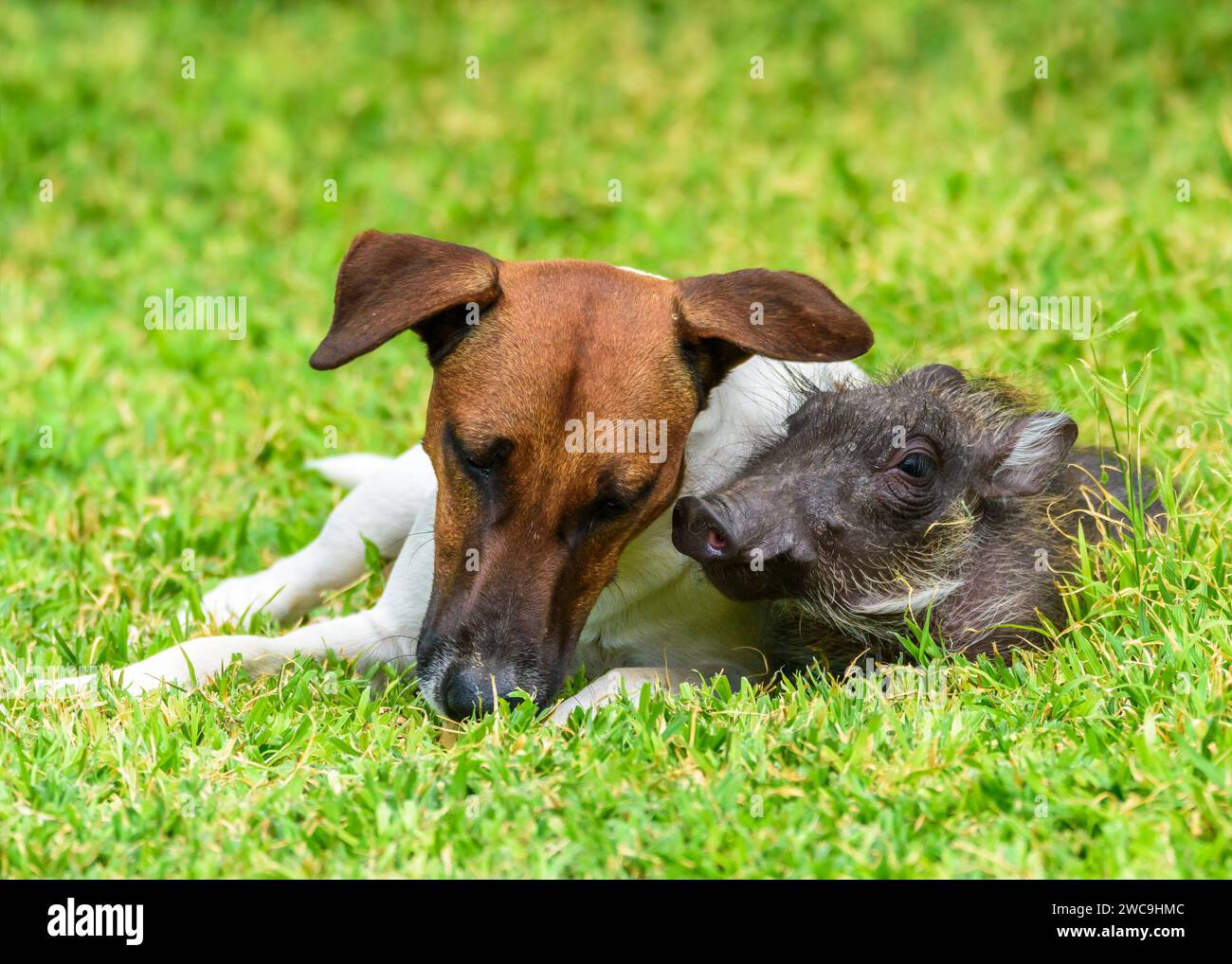 Warthog and mongoose hi-res stock photography and images - Alamy