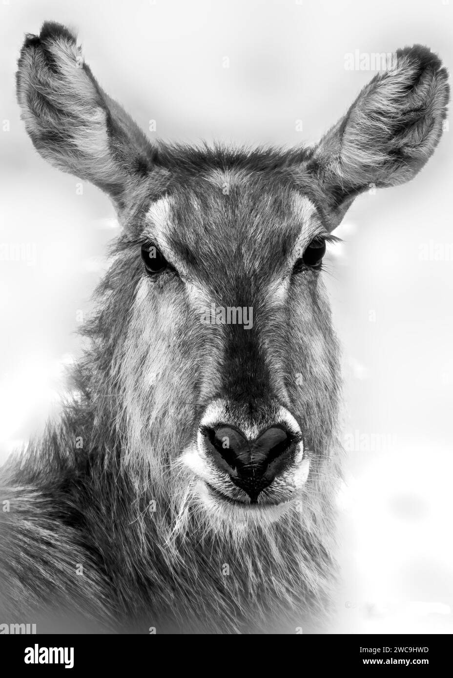 Waterbuck Kruger National Park South Africa Stock Photo