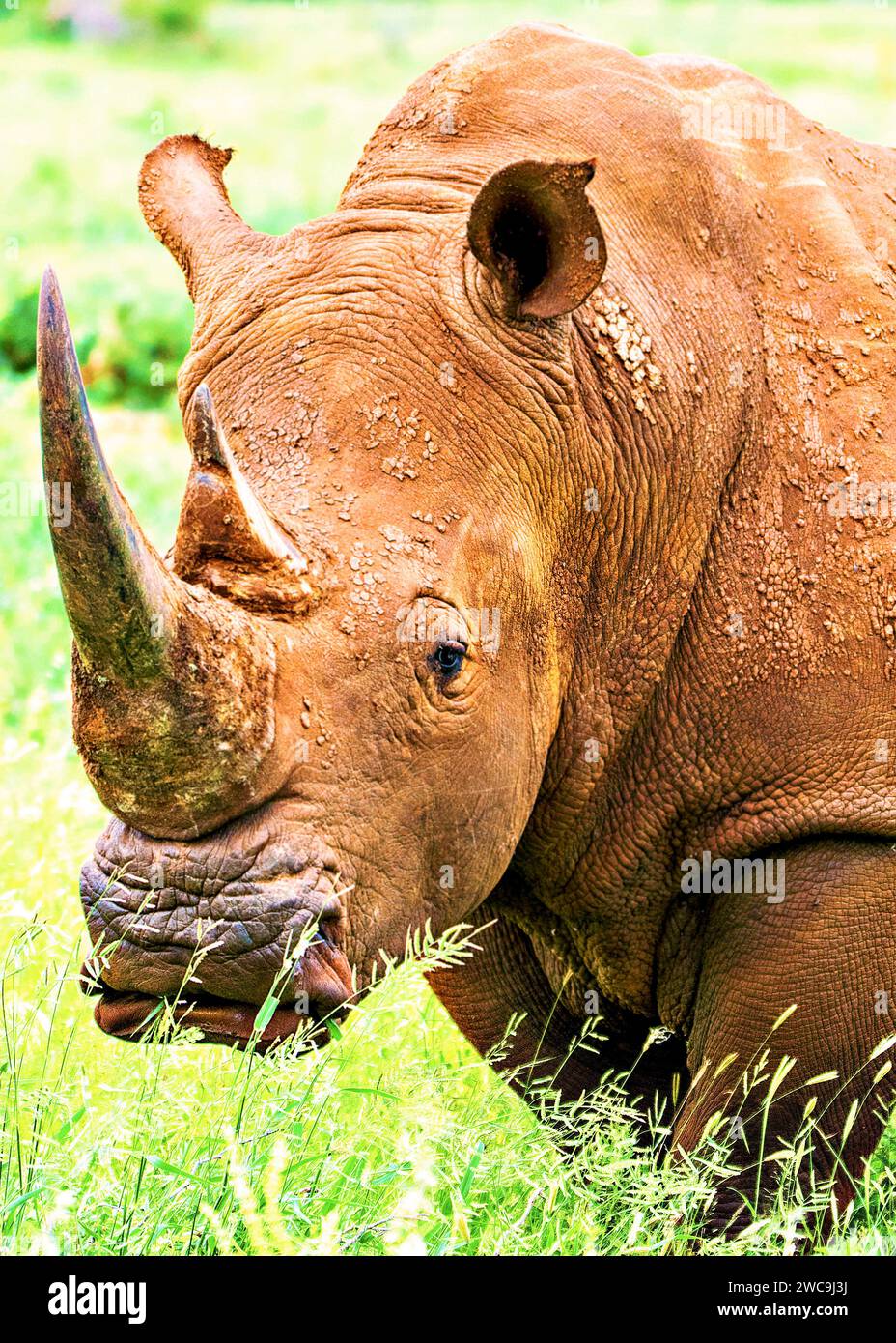 Rhinoceros beetle south africa hi-res stock photography and images - Alamy