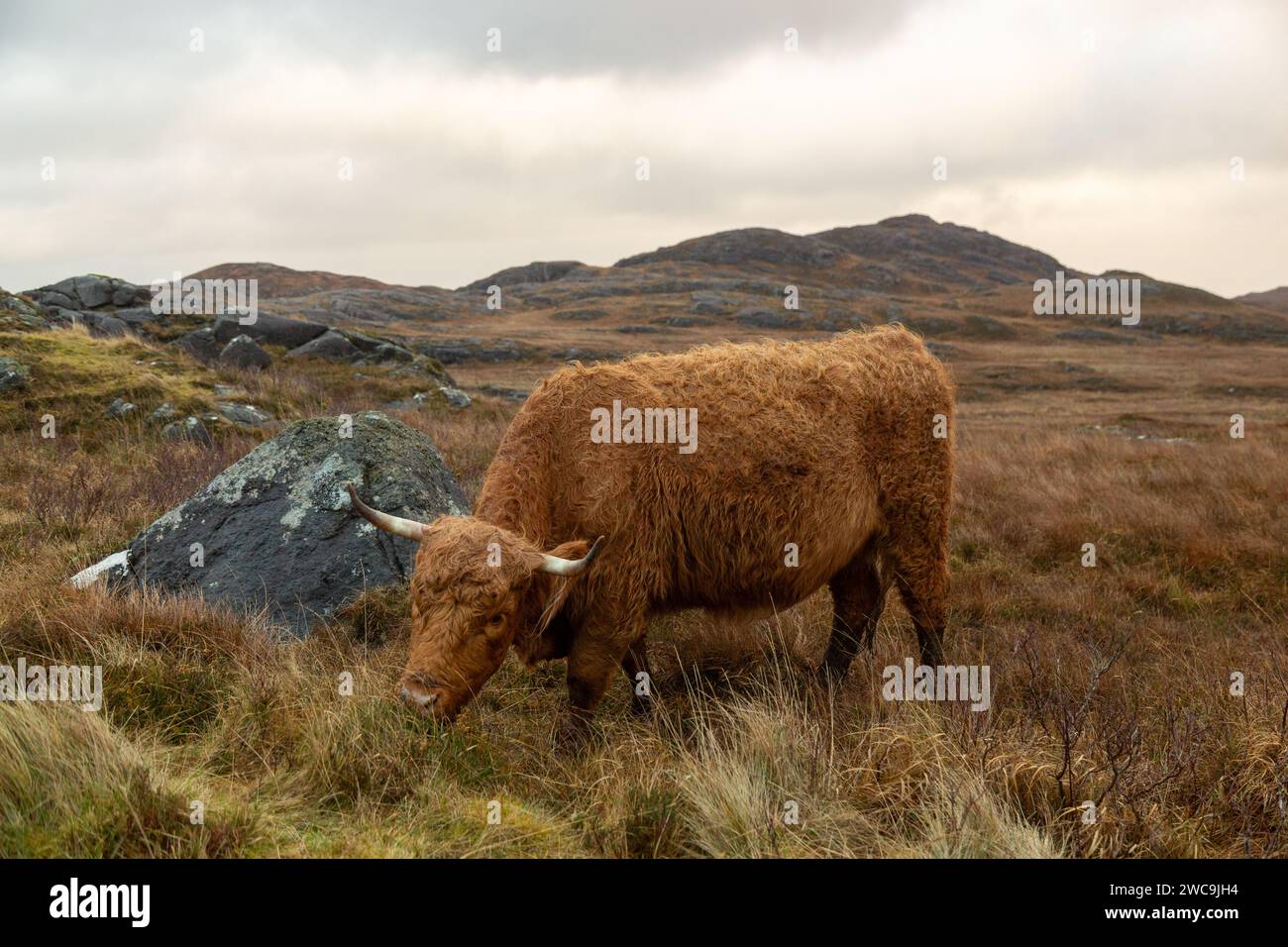 Scotland landscape highland cow hi-res stock photography and images - Alamy