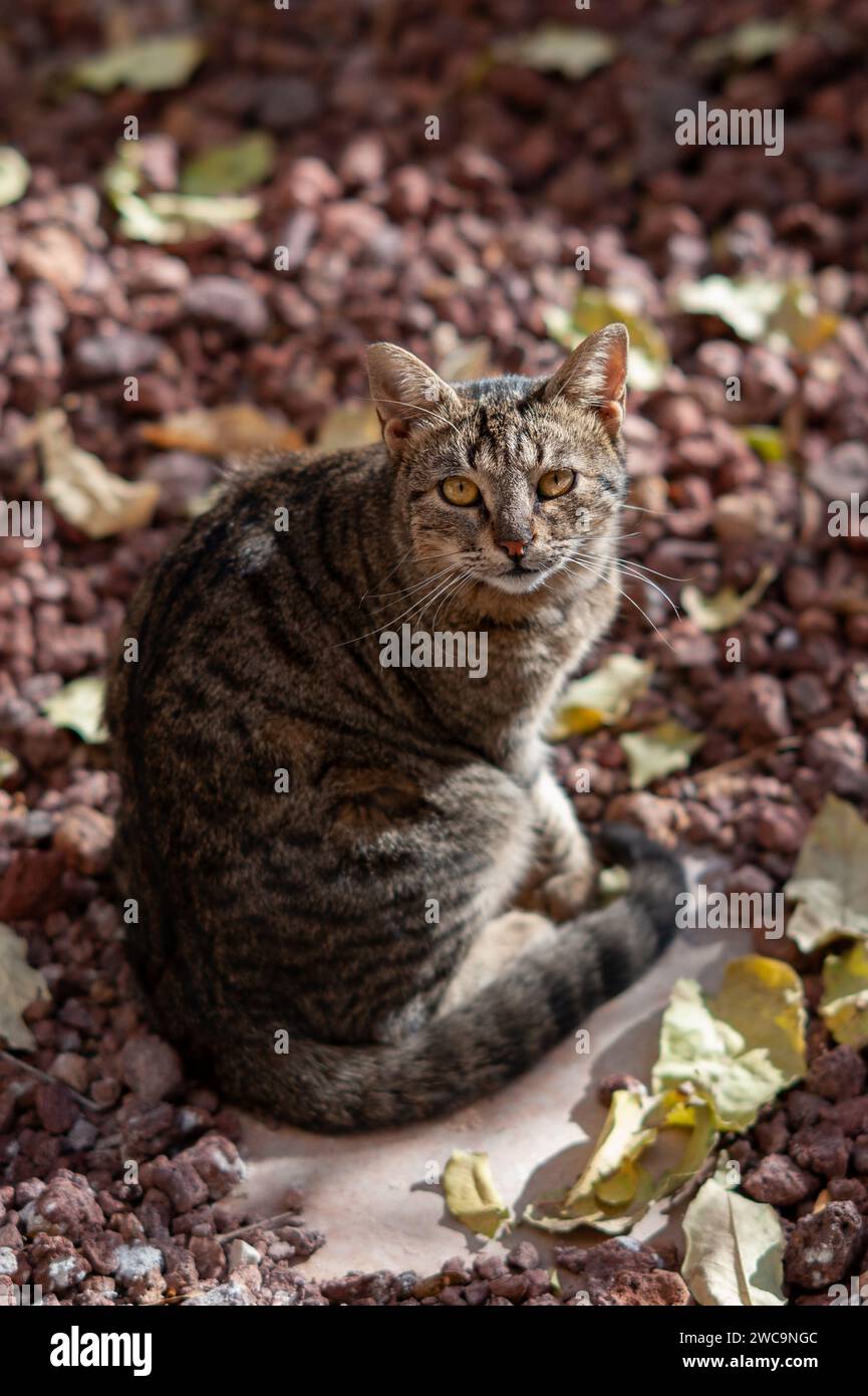 Overhead view of a lone, isolated tiger stripe adult cat sitting upright in sunshine on a stone path. Stock Photo