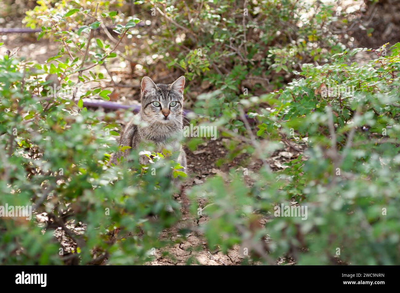 Isolated Grey And Black Striped Cat With Large Green Eyes Stands Alert Isolated grey and black striped cat with large green eyes stands alert