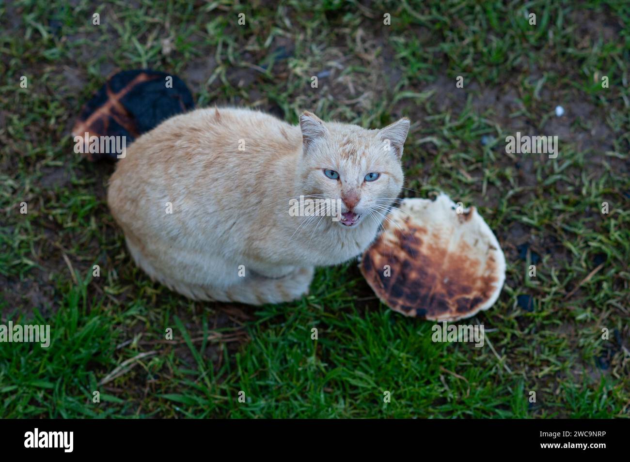 Cream colored, isolated, adult feral cat with large blue eyes stands guard and cries meow over discarded, burned pita bread. Stock Photo