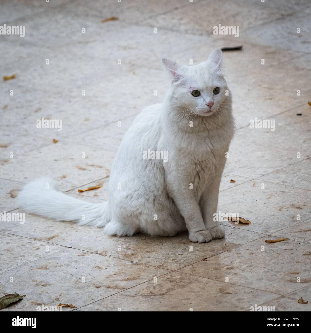 Frightened, pure white, long hair, feral Jerusalem street cat sitting upright with ears pinned back in fear. Stock Photo