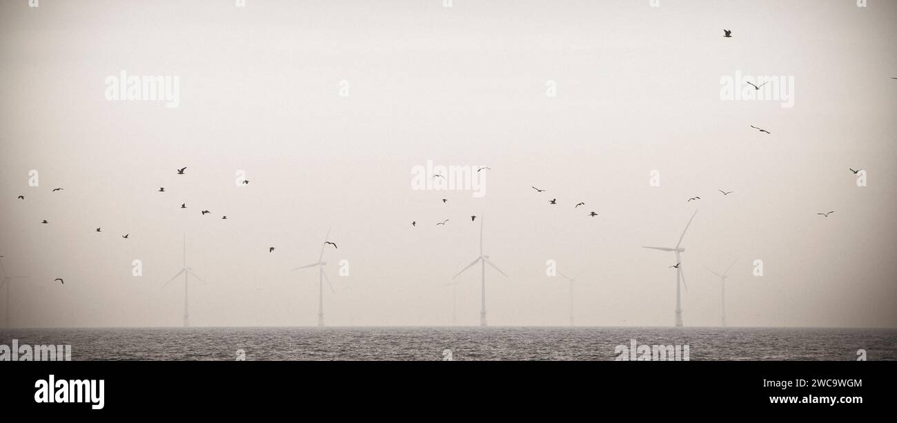 Seabirds and wind turbines at the offshore windpark at Egmond aan Zee