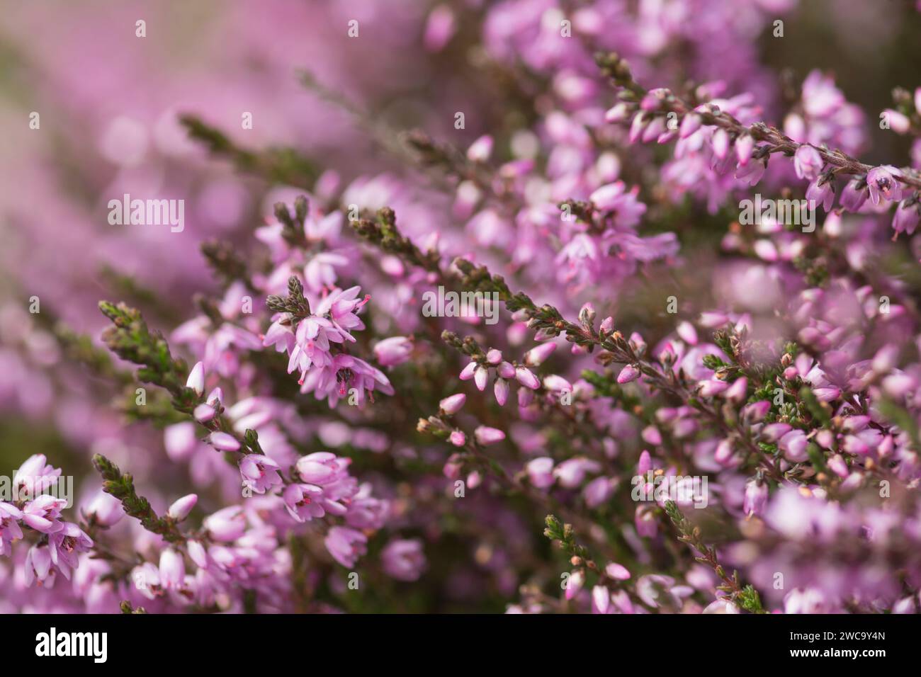 Ling, Heather, Calluna vulgaris, close up of section flowering on heather moorland Co Durham Stock Photo