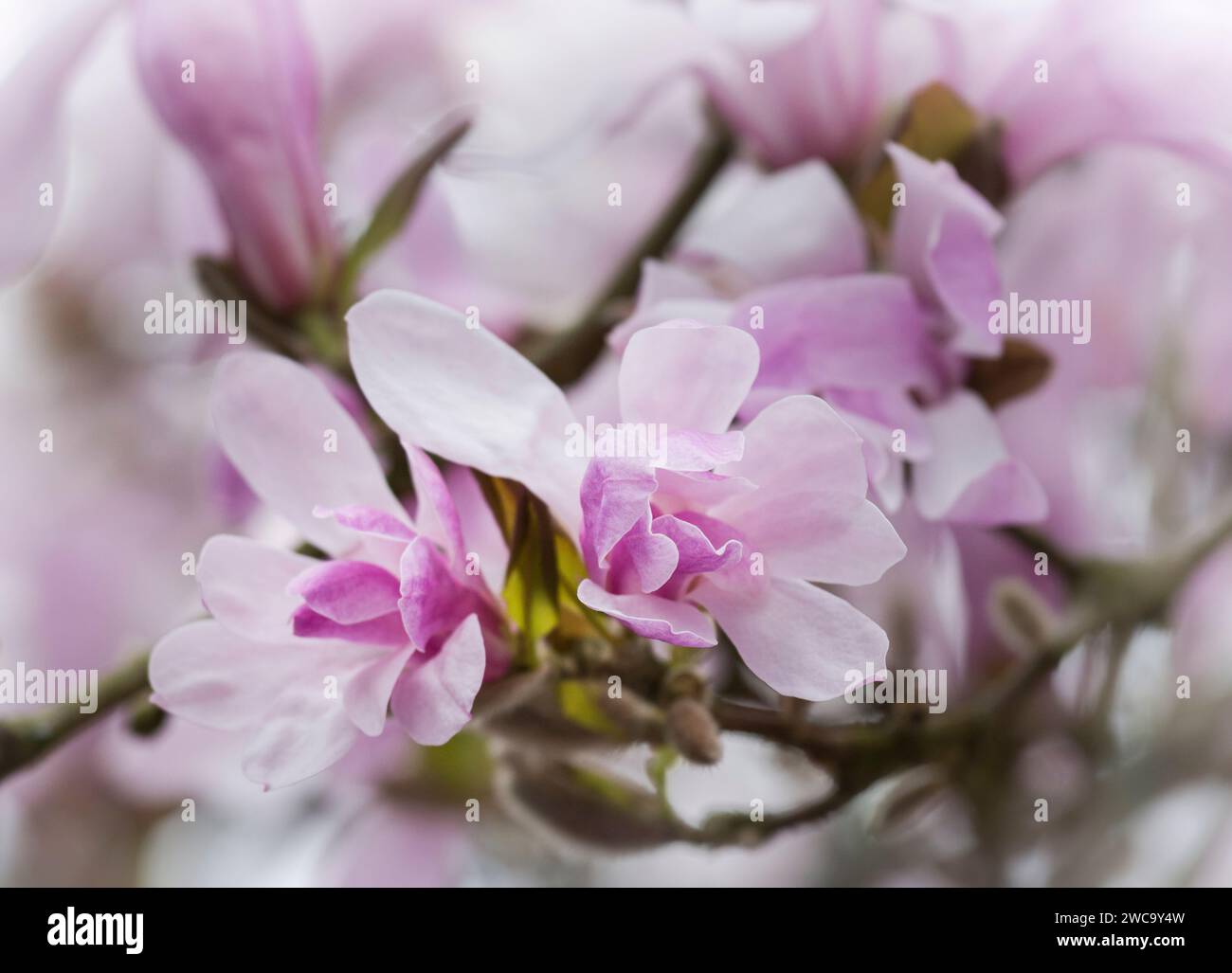 Large pink flowers magnolia tree hi-res stock photography and images ...