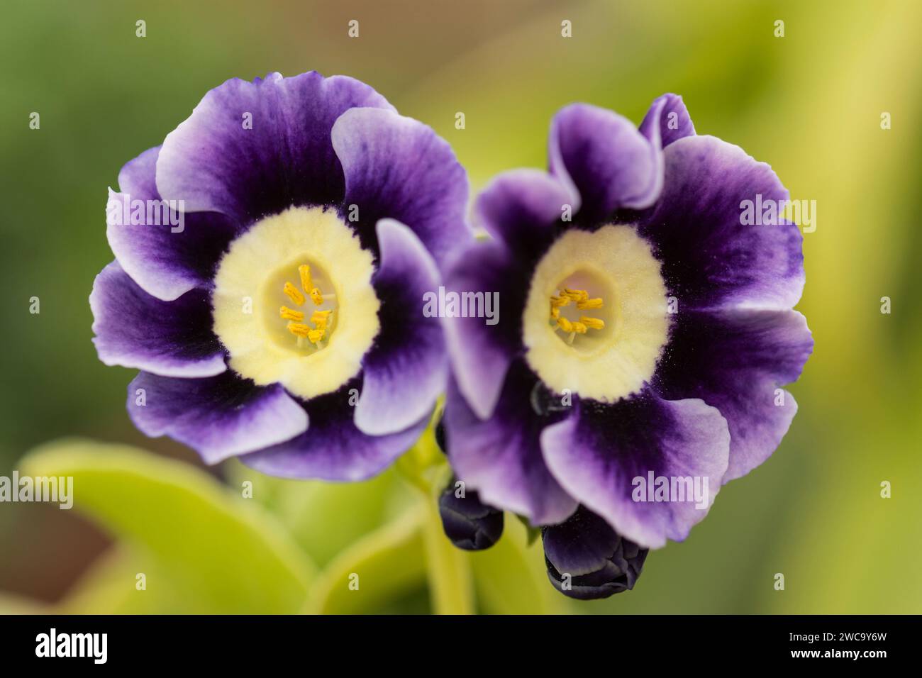 Primula auricula 'Averil hunter', two purple flowers with buds, April Stock Photo