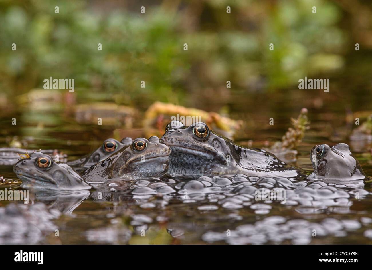 Common Frogs, Rana temporaria, European Common frogs, female surrounded by males in breeding pond, garden wildlife pond, surrounded by spawn, March Stock Photo