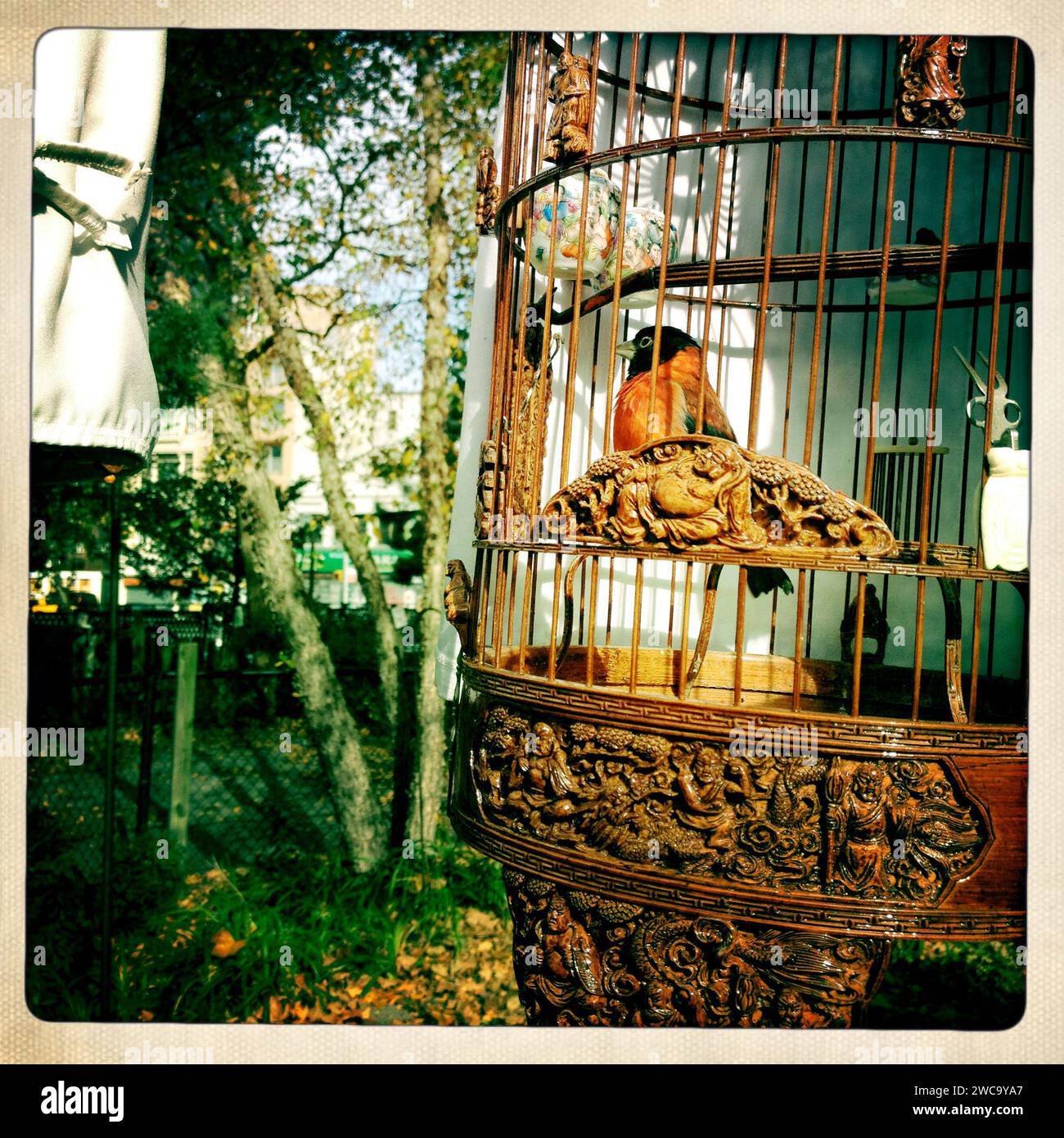 Image showcasing red breasted bird in cage Stock Photo - Alamy