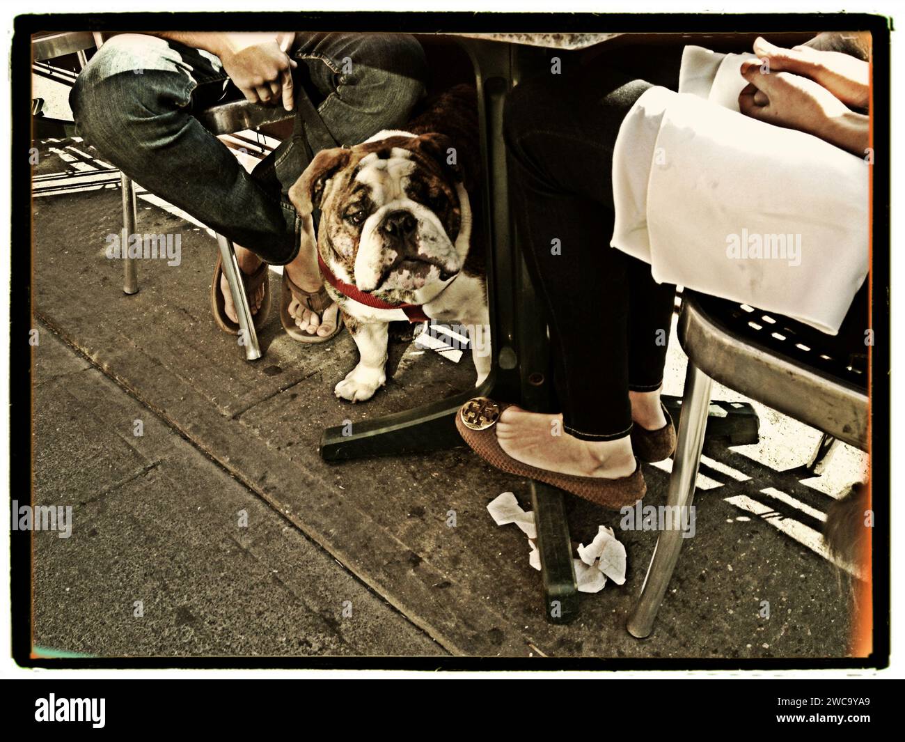 Bull Dog at outdoor restaurant with owner Stock Photo