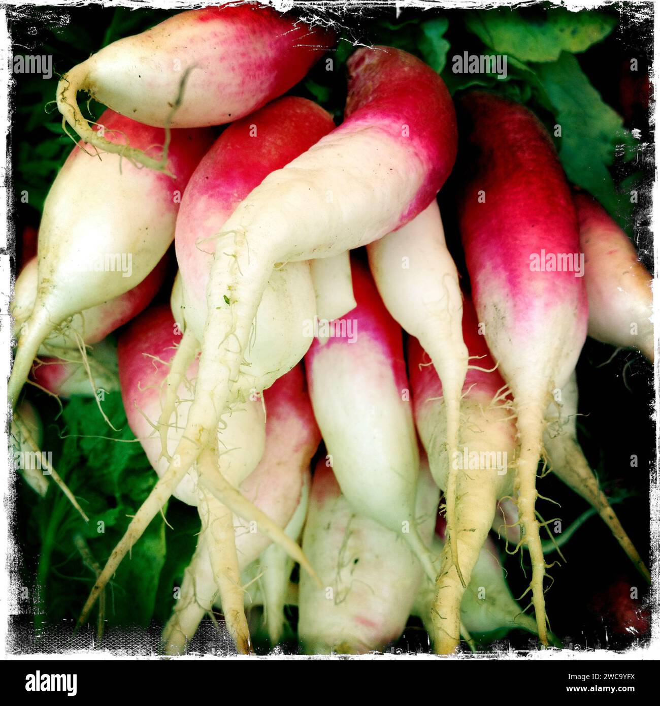 Radish Ranch Agriculture border hi-res stock photography and images - Alamy