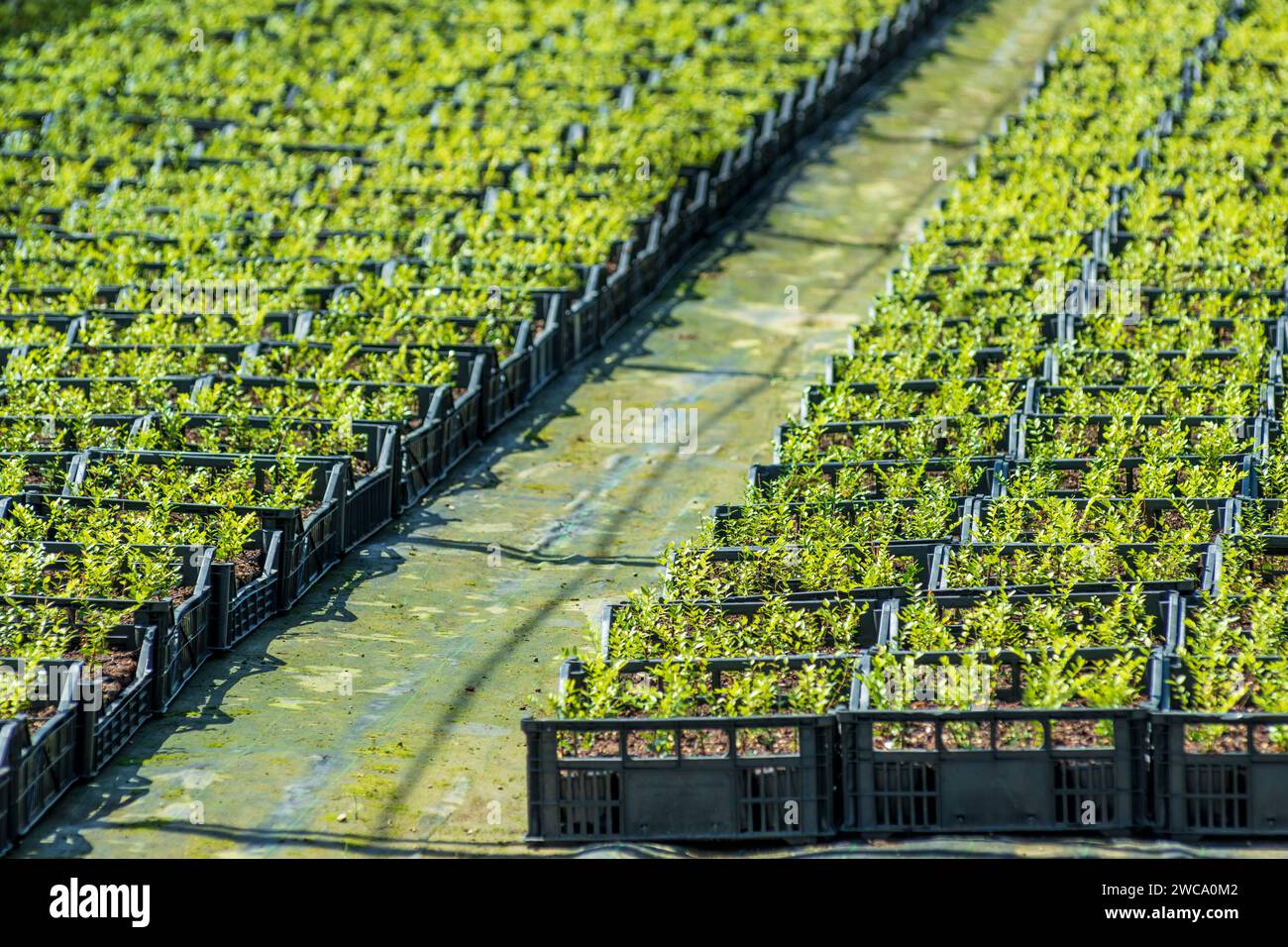 From above of many plastic trays arranged in rows on floor of greenhouse with fresh green seedlings growing in agricultural plantation area in dayligh Stock Photo