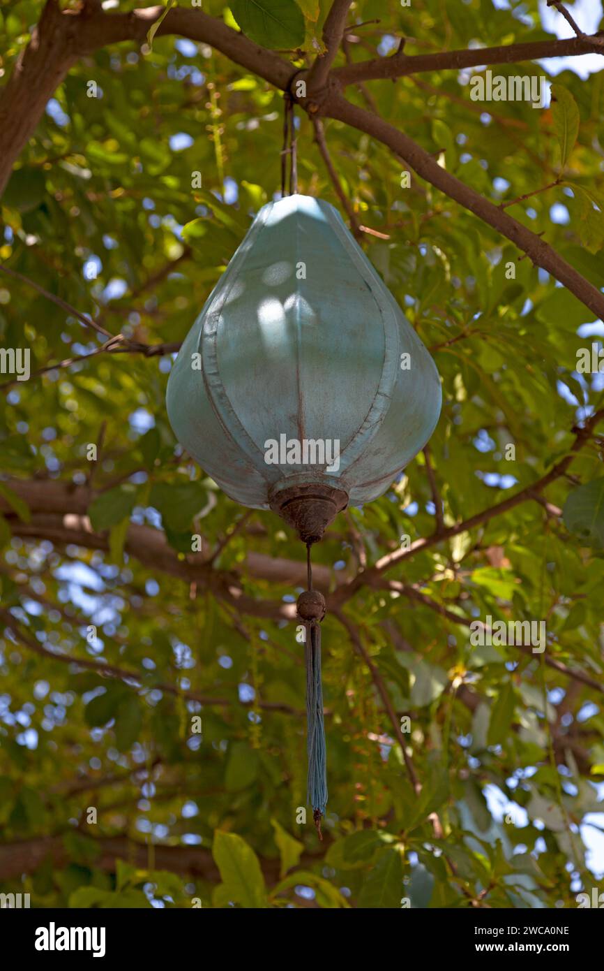 Chinese lantern tree hi-res stock photography and images - Alamy