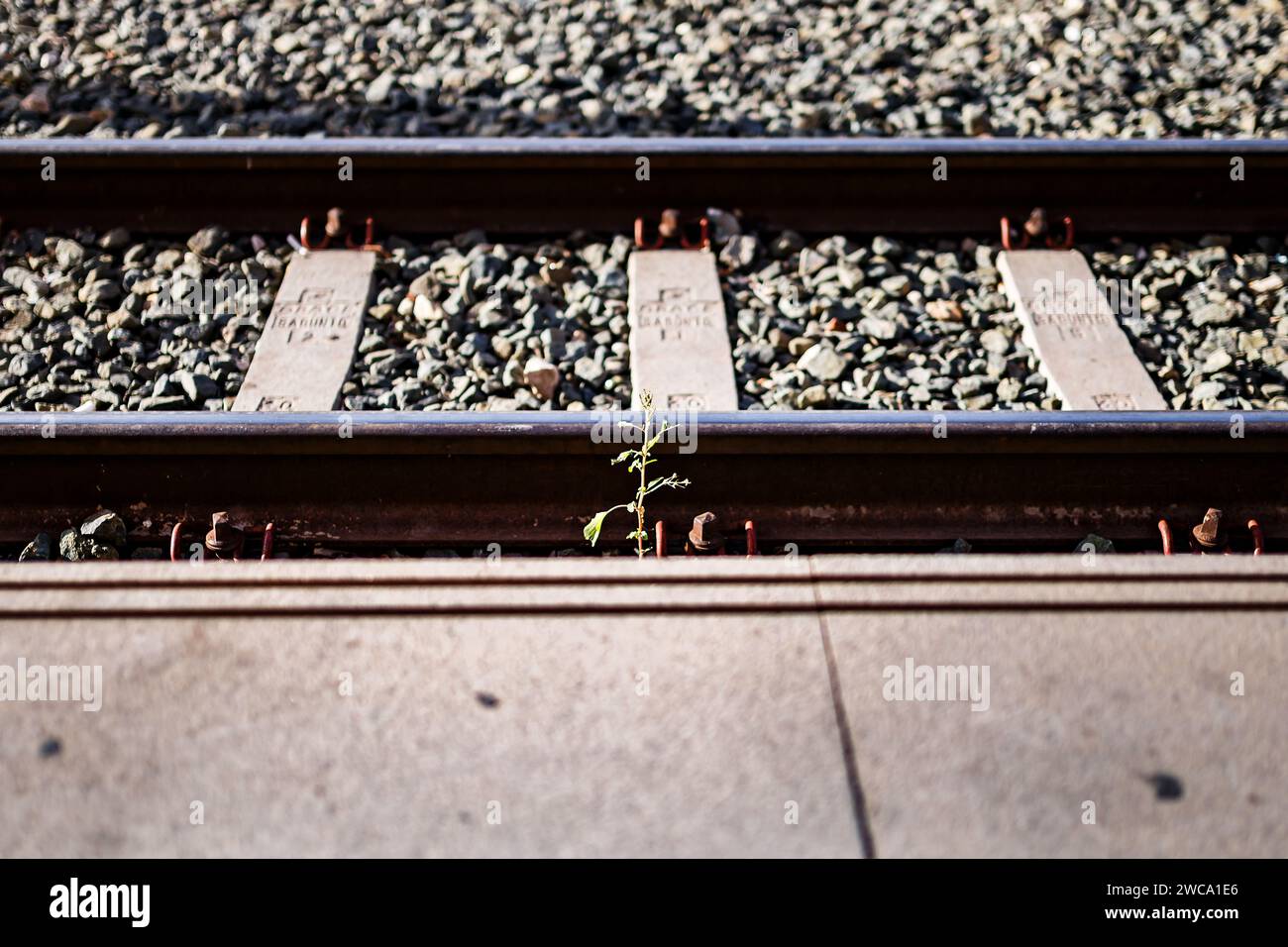 plant growing on train tracks Stock Photo