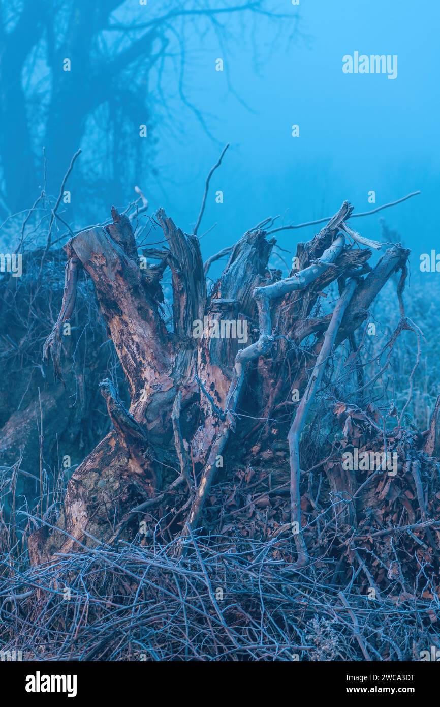 Old tree stump in cold foggy winter morning, selective focus Stock Photo