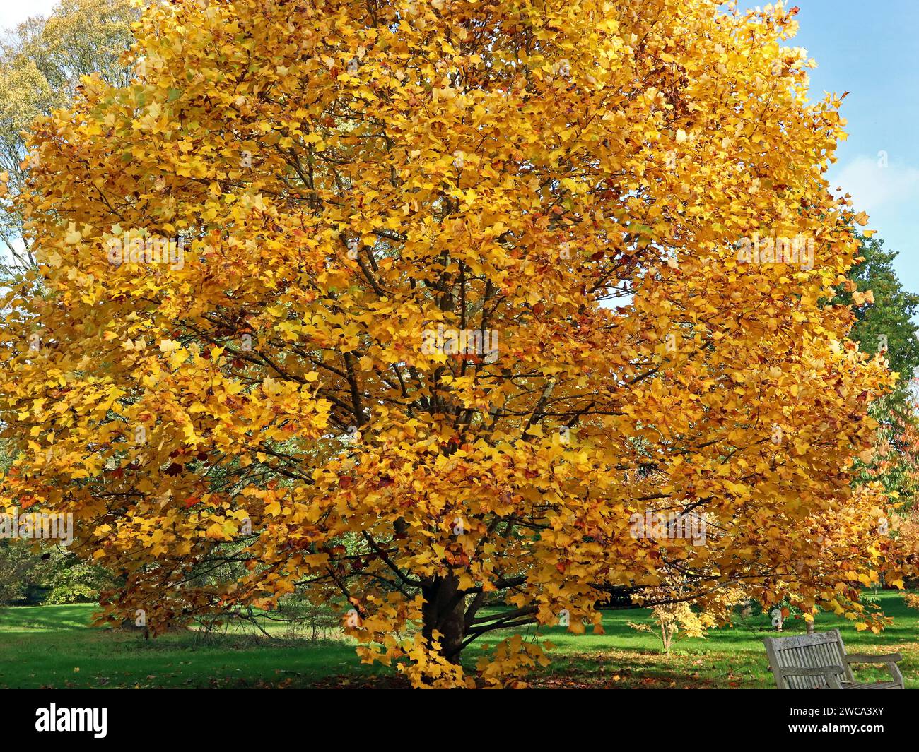 A park bench sits in the shade of a stunning bright golden Tulip tree (Liriodendron tulipifera) in autumn. Sunny November day, England Stock Photo