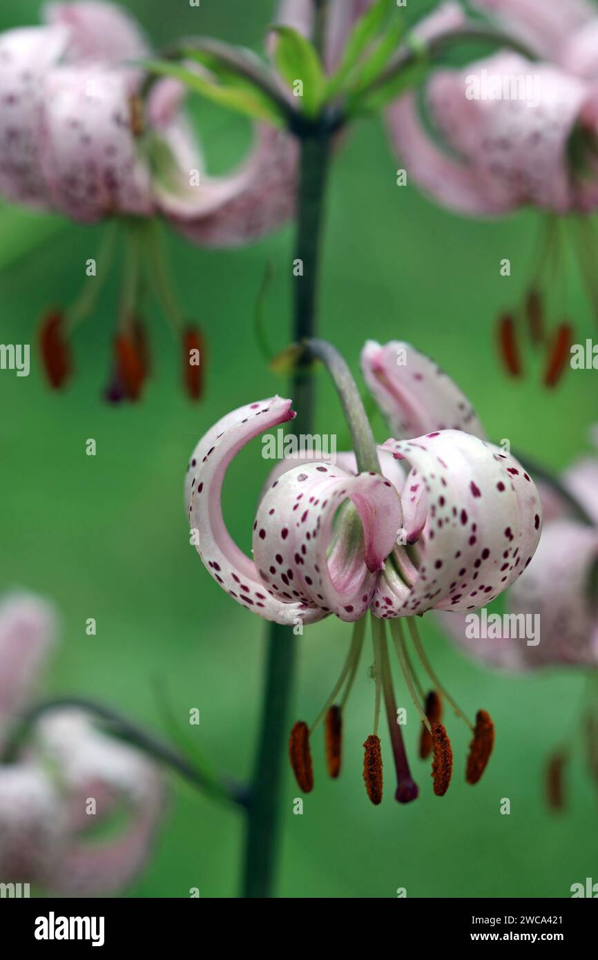Close-up of Martagon Lily's unique downward-facing exquisite little flowers with recurved petals of speckled pale pink. English woodland garden, June Stock Photo