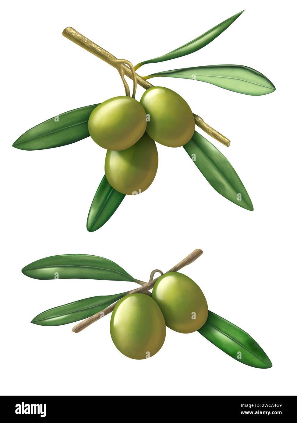 Some olive branches. Digital illustration with clipping path included. Stock Photo