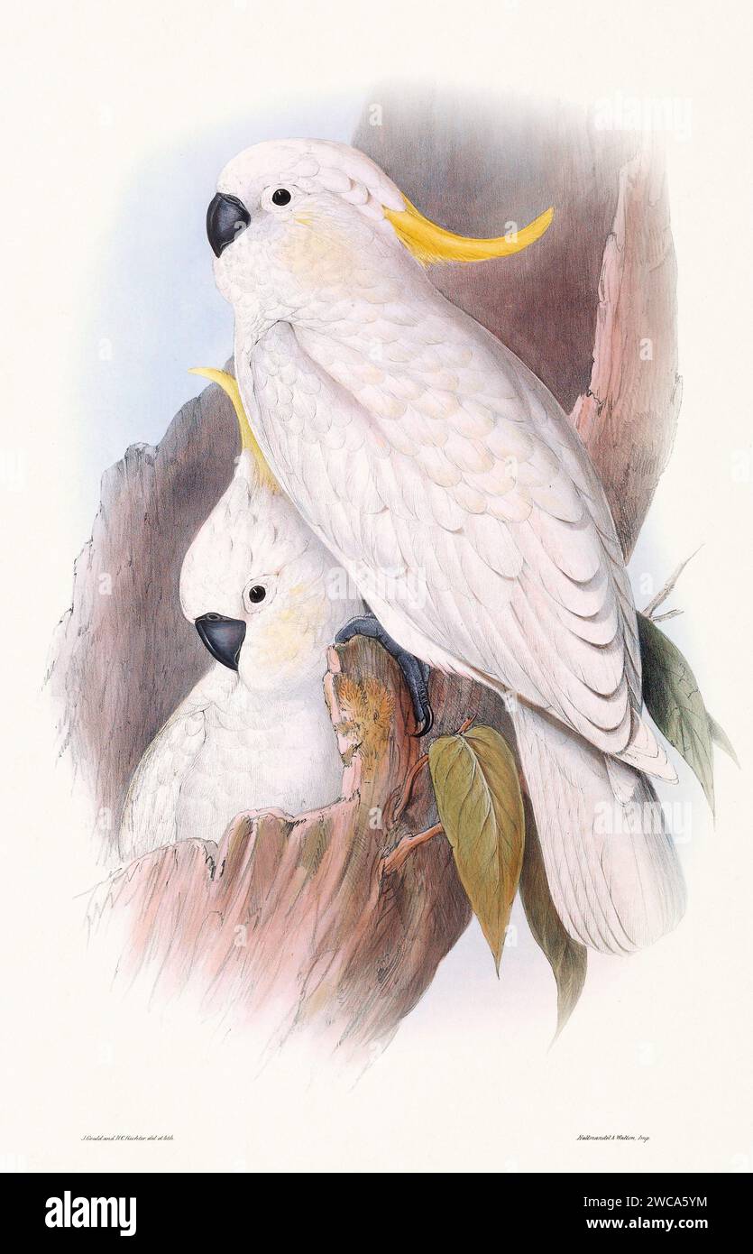 Vintage bird illustration by the naturalist John Gould (1804-1881). Stock Photo